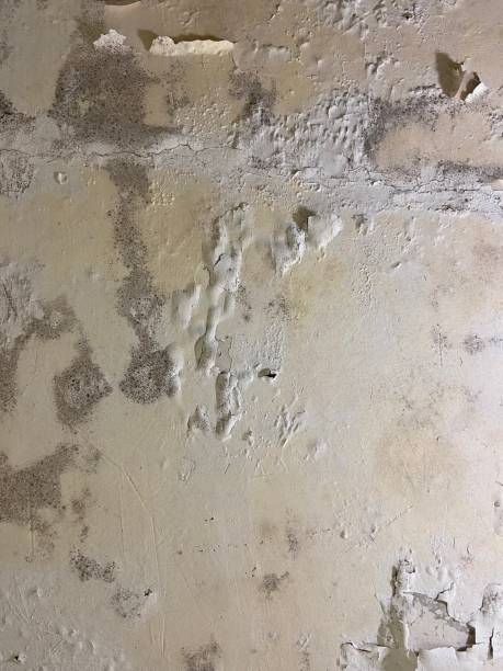 Best Affordable Mold Removal  in Passapatanzy, VA