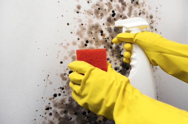 Best Mold Testing  in Passapatanzy, VA