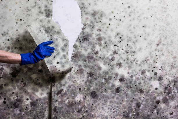 Attic Mold Removal in Passapatanzy, VA
