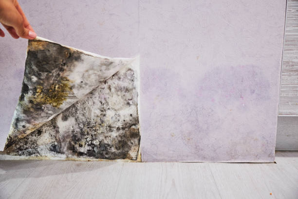 Best Toxic Mold Removal  in Passapatanzy, VA